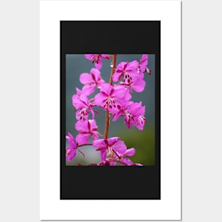 Alaskan Fireweed 3 Posters and Art